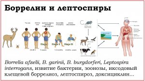 39. Клинически значимые бактерии родов Borrelia и Leptospira