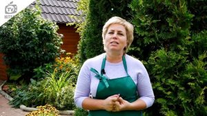 МИФЫ и ЗАБЛУЖДЕНИЯ о Луковичных ? О Чём Нам ВРЁТ Интернет ?️  Луковичные многолетники в Саду