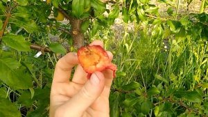 алыча Июньськая роза