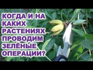 Когда и на каких растениях проводим зелёные операцииWhen and on what plants do we perform green oper