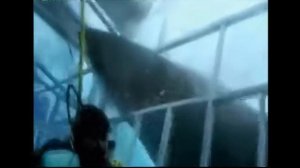 Акулы.."Нападение на человека  большой белой акулы"