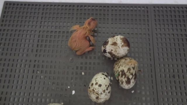 00003 смотреть онлайн