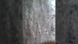 Видео про пешеходную дорожку и болото