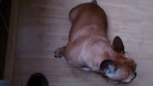 Как разговаривает Французский бульдог. How to talk French Bulldog.