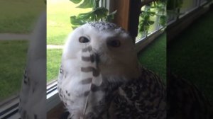 Полярная сова