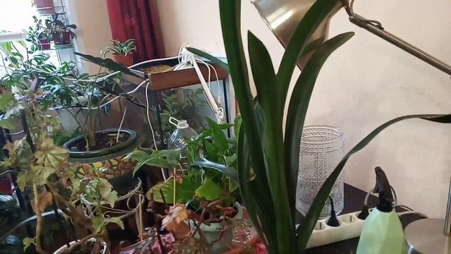 Закупка фермерских продуктов и новая кливия смотреть онлайн