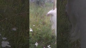 Деревенский день. Гуляем. Козы, цветы и природа. Собираю грибы на участке.