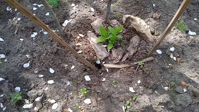 Гортензия метельчатая / Размножение черенками