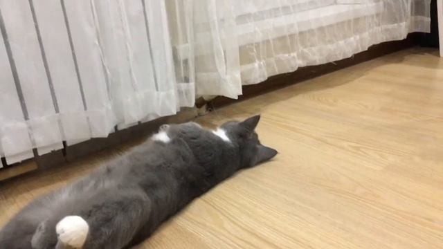 Кот забавно спит