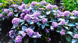 РЕДКАЯ КРАСОТА! УНИКАЛЬНЫЙ МНОГОЛЕТНИЙ ЦВЕТОК для Вашего Сада