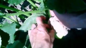 Опыление кабачка