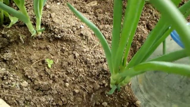 358_Как получить самую раннюю зелень лука на даче смотреть онлайн