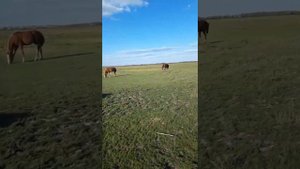 красивая песня. Леонид Очиргоряев - Мчится конь подо мной