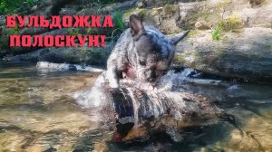 Бульдожка-полоскун!  Такую энергию, да в мирных бы целях!)))