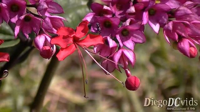 Clerodendron speciosum - Clerodendrum x speciosum (Lamiaceae) смотреть онлайн