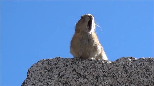 Пищуха исполняет хит Queen смотреть онлайн