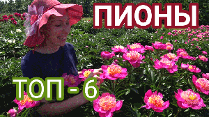 Прекрасные пионы для вашего сада. Часть 4 / Сад Ворошиловой