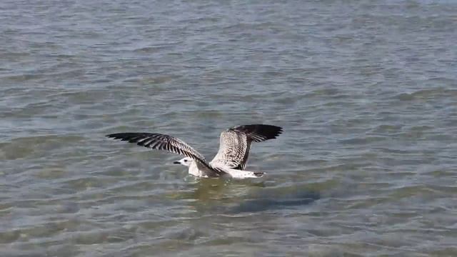 красивое видео  море   чайки