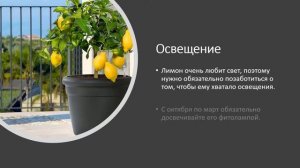 Как вырастить лимон на подоконнике