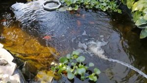 ТАКОЕ ВИЖУ ВПЕРВЫЕ. ПОДМЕНА ВОДЫ В ПРУДУ. КРИСТАЛЬНАЯ ПРОЗРАЧНАЯ ВОДА В ПРУДУ. KOI & GOLD FISH