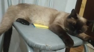 на привале, вот такие у нас БОМЖ вечера? ремонт 22 июля 2022