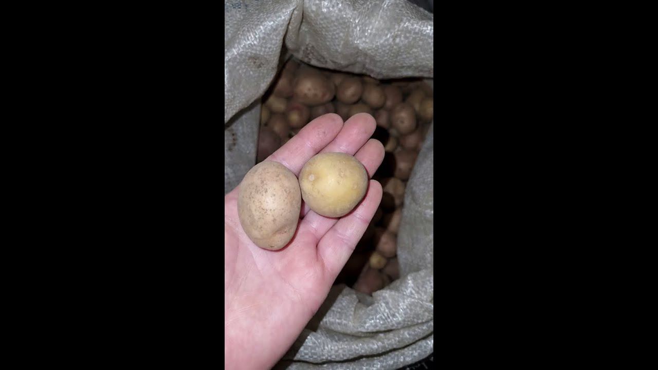 Не выбрасывайте  мелкий картофель