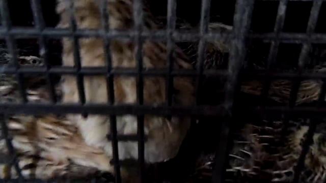 Перепелки в квартире! смотреть онлайн