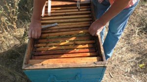 Что будет, если в сентябре выводить молодых маток.