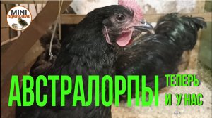 Австралорпы, теперь и у нас. Пробуем новую породу.