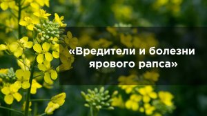 Вредители и болезни ярового рапса.mp4