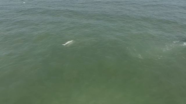 Розовые или белые китайские дельфины. Редкие, красивые млекопитающие. Нам повезло их увидеть смотреть онлайн