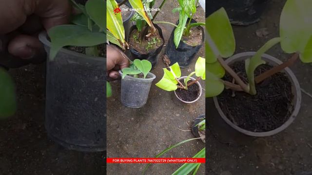 8 plant + 3 Gift shipped to Haryana #onlineplants #philodendron #liveplants #thesmartgardener