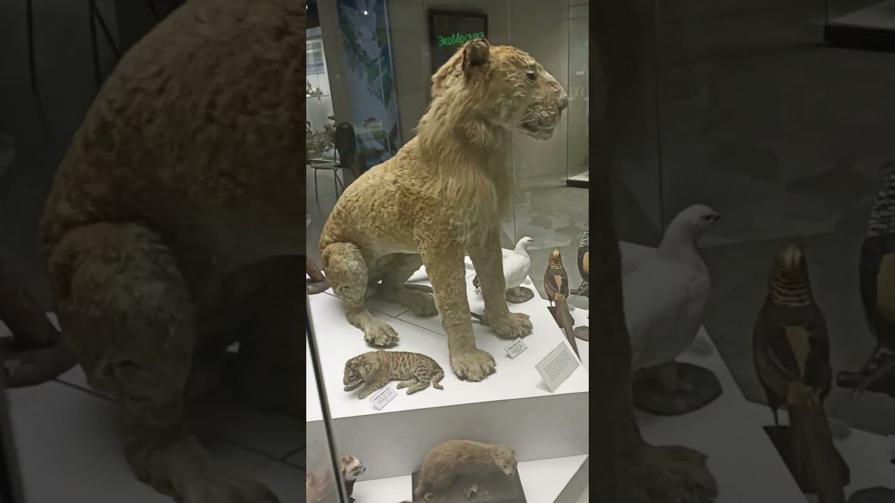 Дарвиновский музей #shorts смотреть онлайн