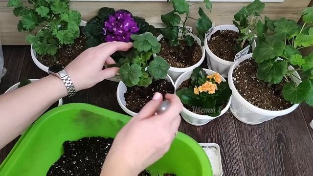 РАЗБУДИТЕ ЛЮБОЙ КОМНАТНЫЙ ЦВЕТОК, 1 Ложка УДОБРЕНИЯ и Цветы Оживут, Позеленеют и ЗАЦВЕТУТ!