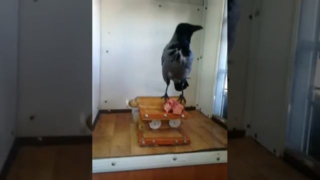 Ворона за обедом. Но больше всего ей нравится кошачий хвост. смотреть онлайн