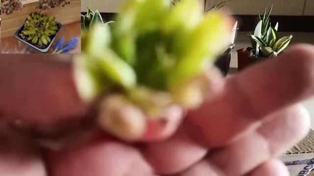 новые молодило подъехали)))) смотреть онлайн