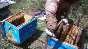 ПРО ПЧЁЛ МАЙ ДЕЛЕНИЕ СЕМЬИ