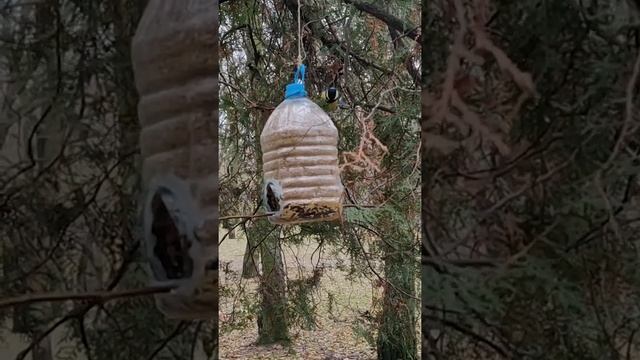 The feeder in action  Titmouse’s eat from a homemade feeder #shorts #feeder