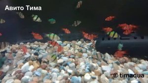 Барбус Гло и суматранский.mp4