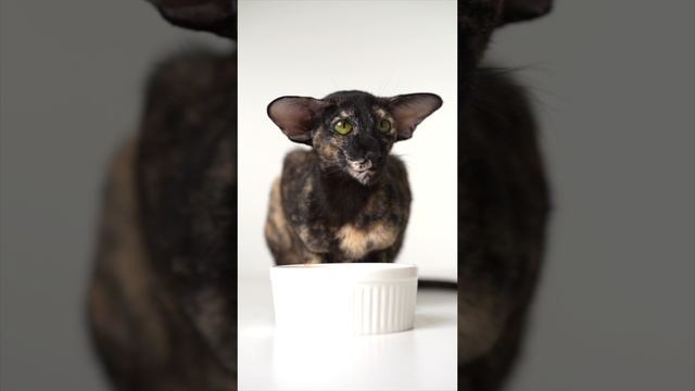 Ориенталы тоже любят Pet Diet❤️