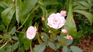 08.08.2021.Цветут мои розы в день рождения сына: Аппер Класс, Антико Аморе, Моцарт Леди, Сью Хипкин