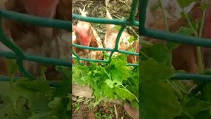 Подкормка кур ботвой горчицы