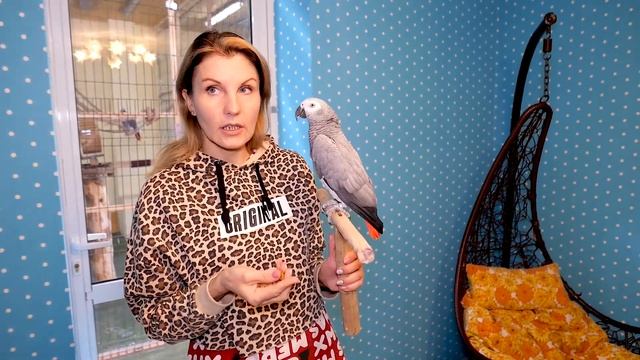 Как определить пол попугая / Тест ДНК / Как взять перо у попугая