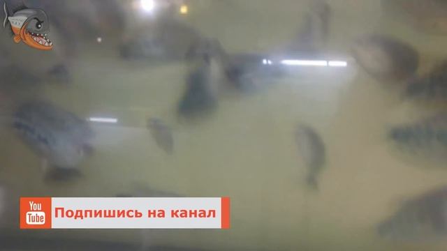 Что нового на разводне. Заехал забрать цитронов смотреть онлайн