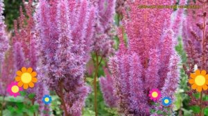 Астильба китайская Пурпуркерцэ. Краткий обзор, описание характеристик astilbe chinensis Purperkerze