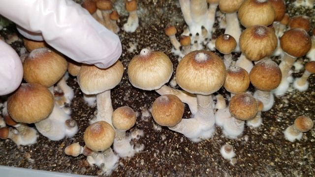 ? Harvesting my Fruits from CVG Bulk Substrate Unmodified Shoebox Tubs. #UBTEK #UncleBens #MushLove смотреть онлайн