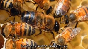 Пчелы сидят на прилетной доске и ничего не делают
