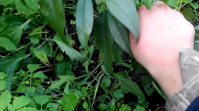 Продолжаем экпериментировать с формировкой персика для северного региона. смотреть онлайн