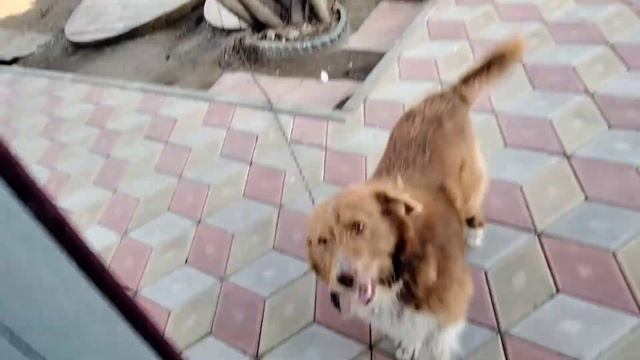 ВЛОГ:Влог с Ромой.Катаемся на велосипедах?Поездка в город.Магазины Светофор? и МПР.Жара +26°? смотреть онлайн