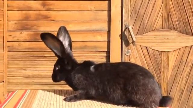 Кролики Ризен Чёрного окраса третья линия смотреть онлайн